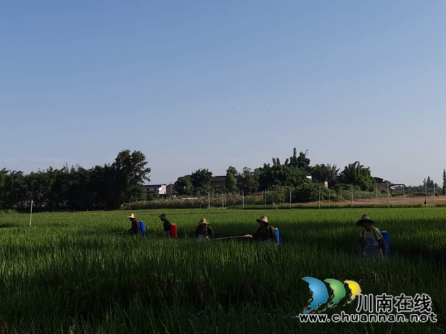 泸县玉蟾街道水竹林村：洪水退去，用科技生产自救忙(图2)