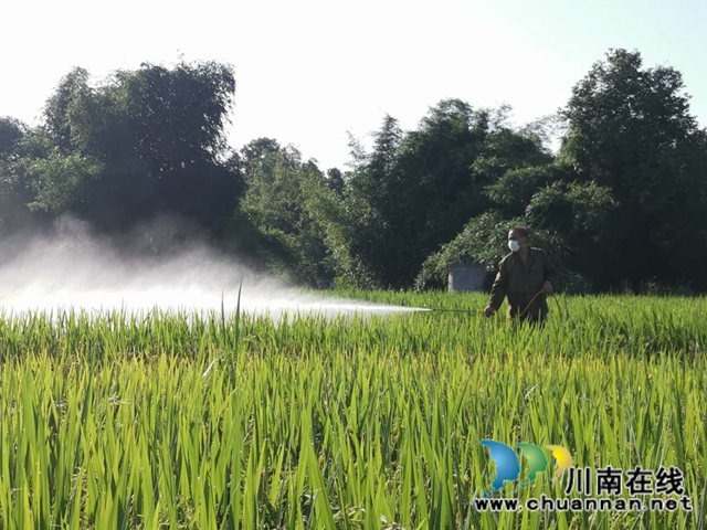 泸县玉蟾街道水竹林村：洪水退去，用科技生产自救忙(图3)