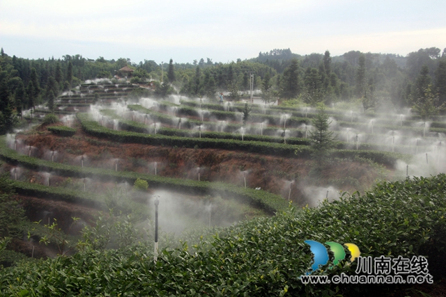 泸州市政协宜居乡村建设调研组到纳溪调研拂羽茶叶公司(图2)