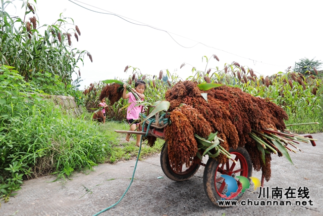 泸州龙马潭：高梁红了脱贫梦(图2)