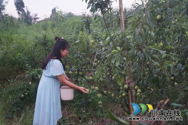 泸县立石镇：小李子带来大收益(图3)
