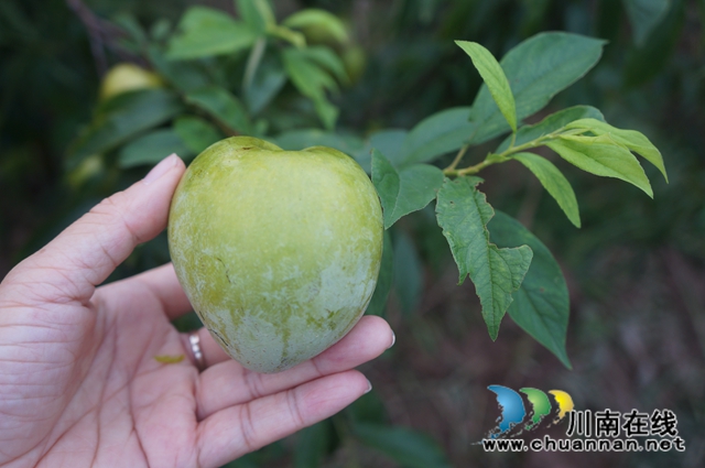 泸县立石镇：小李子带来大收益(图2)