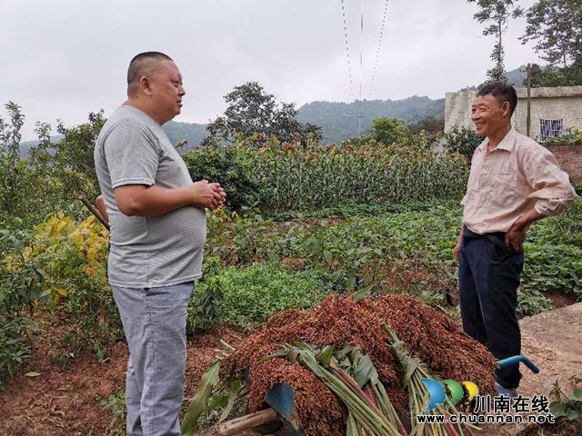 高粱红了！合江县12万亩糯红高粱预计产值近2亿元