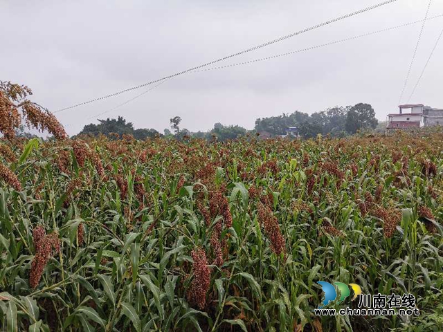 高粱红了！合江县12万亩糯红高粱预计产值近2亿元(图2)
