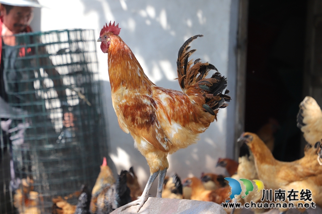 泸县玉蟾街道：五保户依靠勤劳度困难(图4)