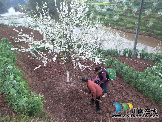 泸县云龙镇：压弯枝桠喜丰收，龙河村的致富果很甜！(图2)