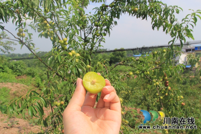 泸县云龙镇：压弯枝桠喜丰收，龙河村的致富果很甜！(图6)