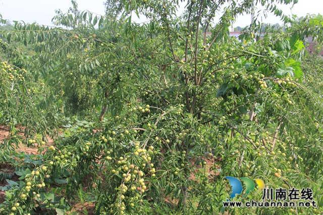 泸县云龙镇：压弯枝桠喜丰收，龙河村的致富果很甜！(图5)