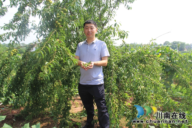 泸县云龙镇：压弯枝桠喜丰收，龙河村的致富果很甜！(图8)