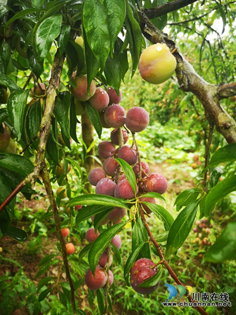 泸县云龙镇：压弯枝桠喜丰收，龙河村的致富果很甜！(图11)