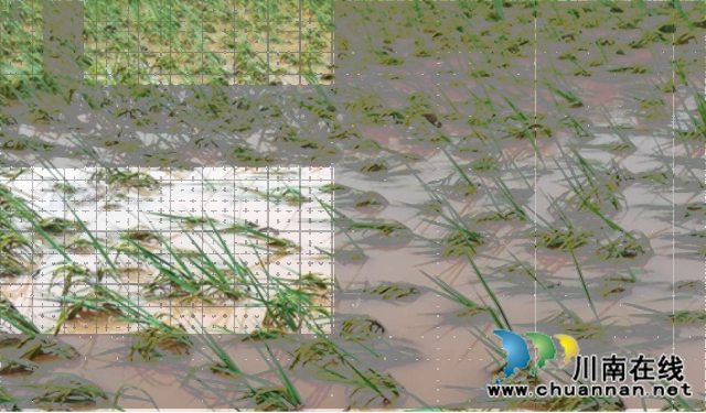 宜宾市南溪区汪家镇紧急开展暴雨地质灾害隐患大排查(图4)