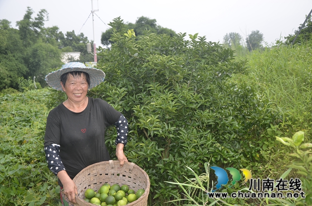 泸县太伏镇王湾村:“小青果”成致富“小金果”