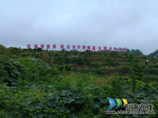 泸县太伏镇王湾村:“小青果”成致富“小金果”(图2)