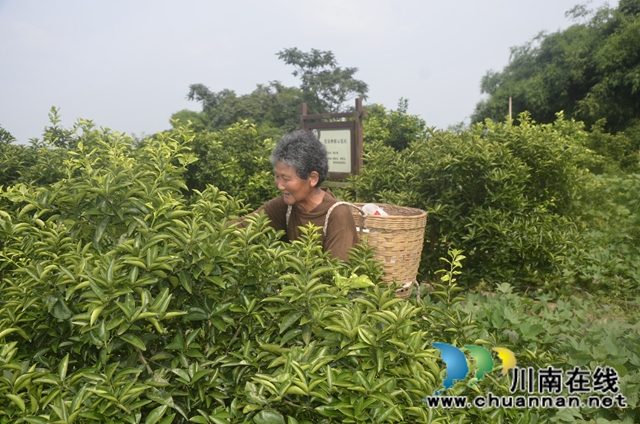 泸县太伏镇王湾村:“小青果”成致富“小金果”(图3)