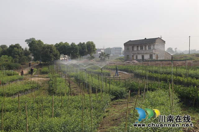 泸县太伏镇王湾村:党建引领夯基固本"六联六强,绘就善治乡村新画卷