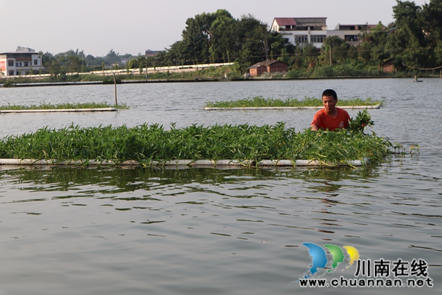 泸县云龙镇：规范水产养殖转向绿色化