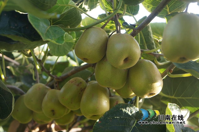 泸县立石镇：种下猕猴桃，收货“致富果”