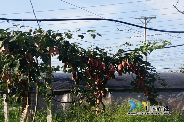 泸县立石镇：种下猕猴桃，收货“致富果”(图2)