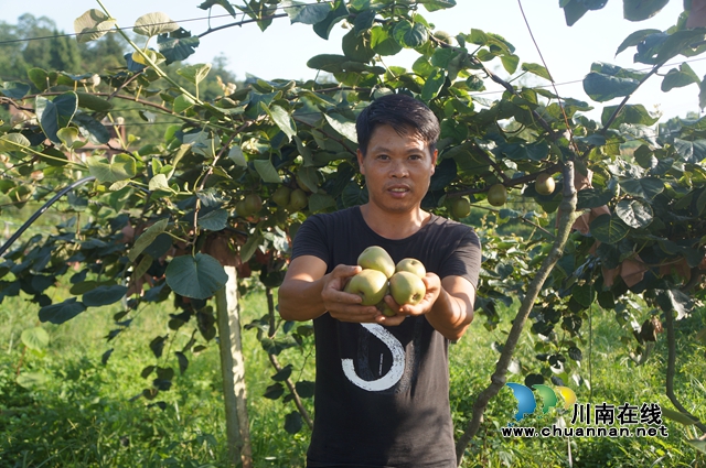 泸县立石镇：种下猕猴桃，收货“致富果”(图3)