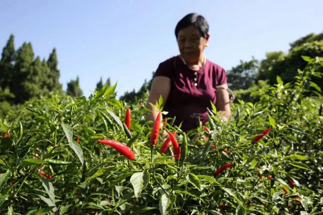 被新华社“相中”！内江这个“国”字号农产品红啦(图10)