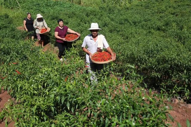 被新华社“相中”！内江这个“国”字号农产品红啦(图9)