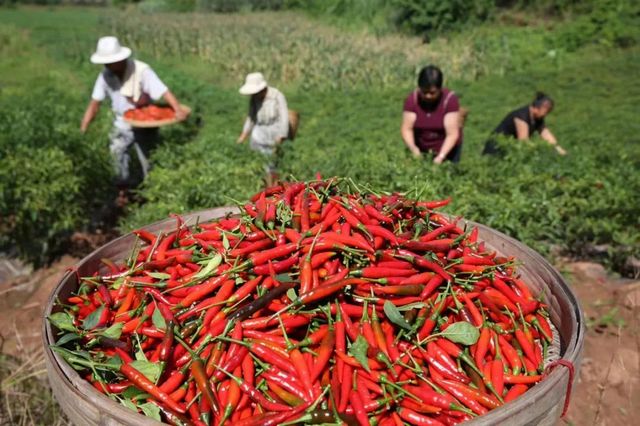 被新华社“相中”！内江这个“国”字号农产品红啦(图4)