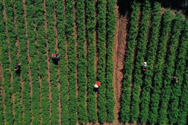 被新华社“相中”！内江这个“国”字号农产品红啦(图7)