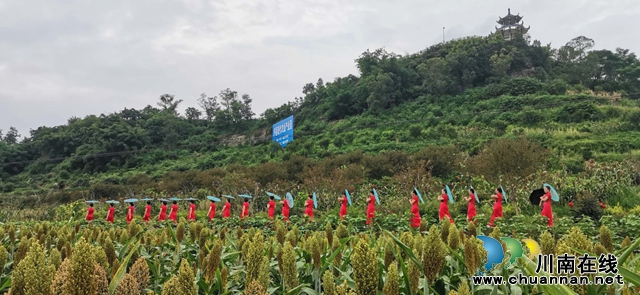 醉美高粱红！泸县喻寺谭坝高粱基地成打卡地(图3)