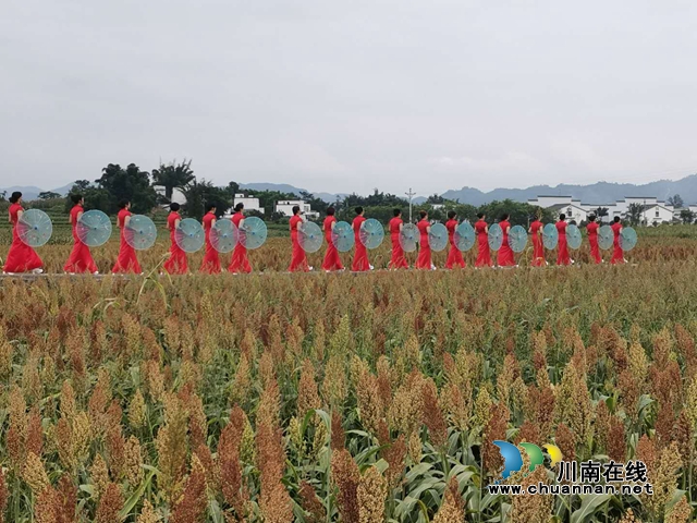 醉美高粱红！泸县喻寺谭坝高粱基地成打卡地(图4)