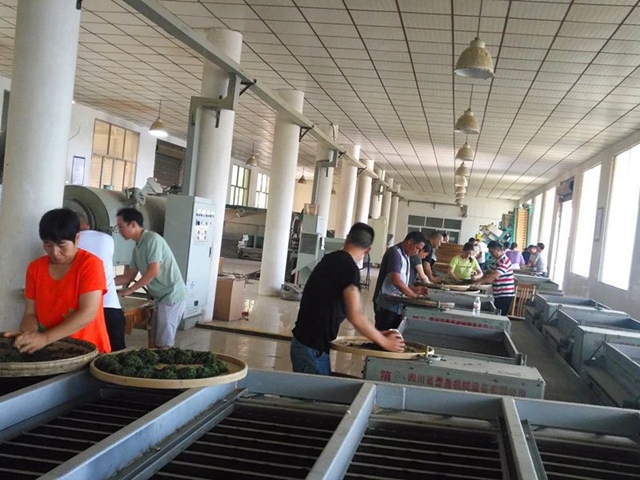 泸州市借智借力，提升红茶加工技术水平(图3)