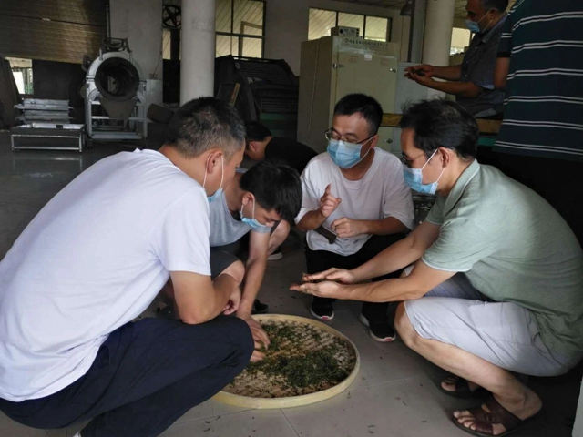 泸州市借智借力，提升红茶加工技术水平(图2)