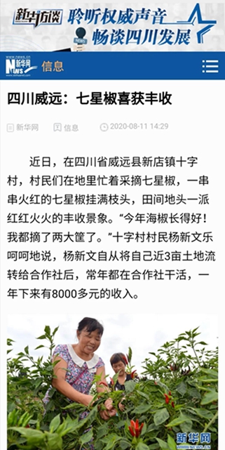 辣丝辣丝！内江产的这海椒“辣”到日本去了