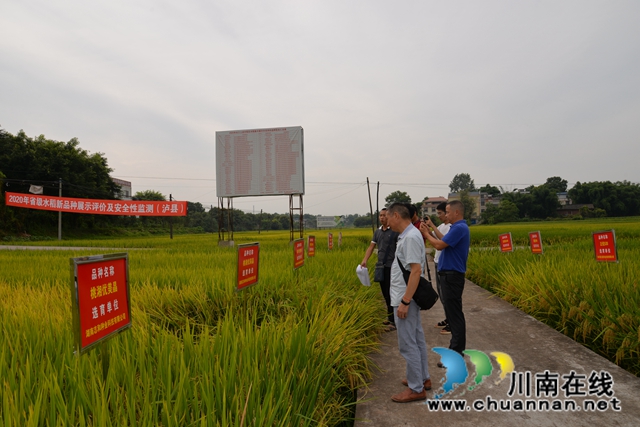 泸县123个水稻品种集中展示为农户科学选种