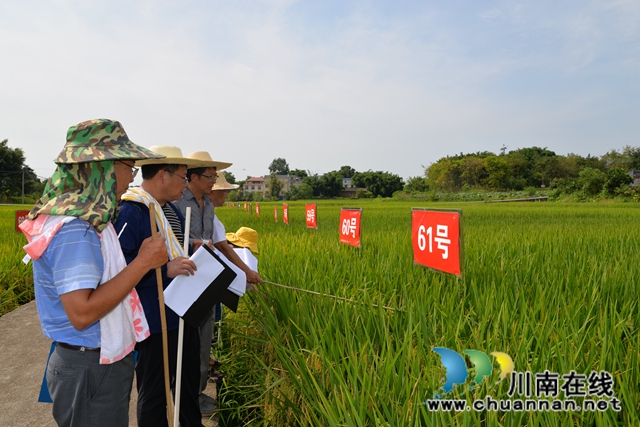 泸县123个水稻品种集中展示为农户科学选种(图2)
