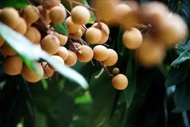 吃货们再等等！泸州桂圆即将大量上市(图2)