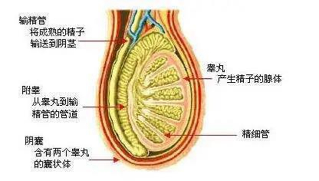 【关注】一老一少相继痛失“蛋蛋”，原因竟是……(图5)