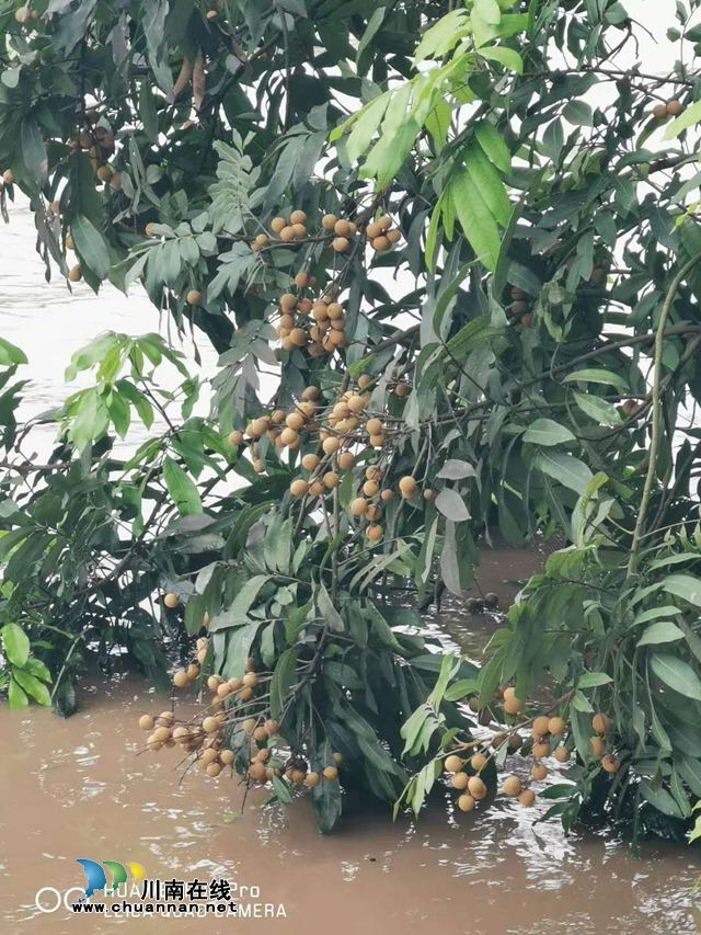 洪峰过境    泸州三大景区闭园(图2)