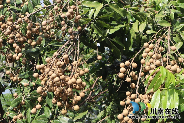 泸县云龙镇杨高村：金秋丰收在望，龙眼挂满枝头