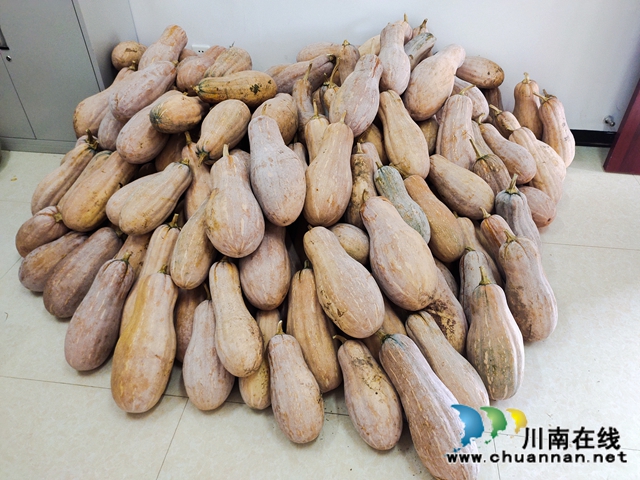 泸县立石镇普照村：扶贫产业园南瓜喜获丰收，贫困户笑开颜(图3)