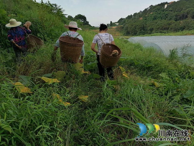 泸县立石镇普照村：扶贫产业园南瓜喜获丰收，贫困户笑开颜