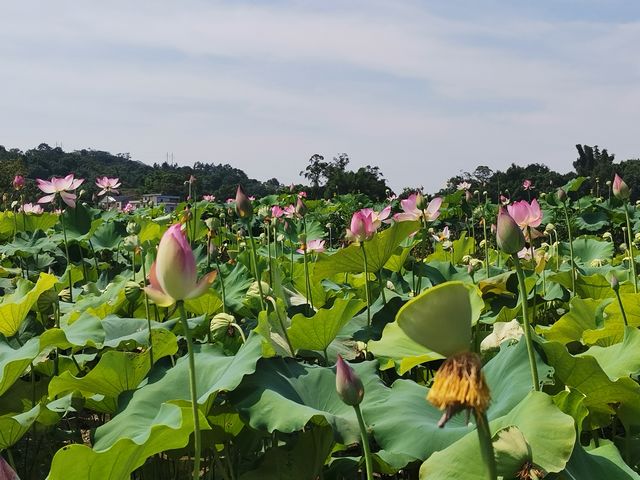 泸县太伏镇林桥村的致富荷花常开不败(图2)