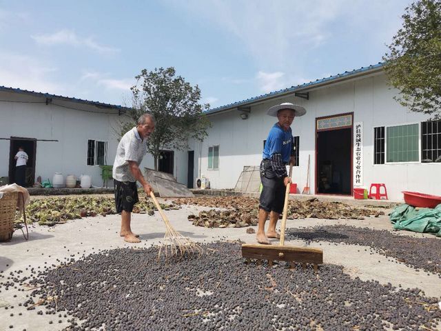 泸县太伏镇林桥村的致富荷花常开不败(图5)