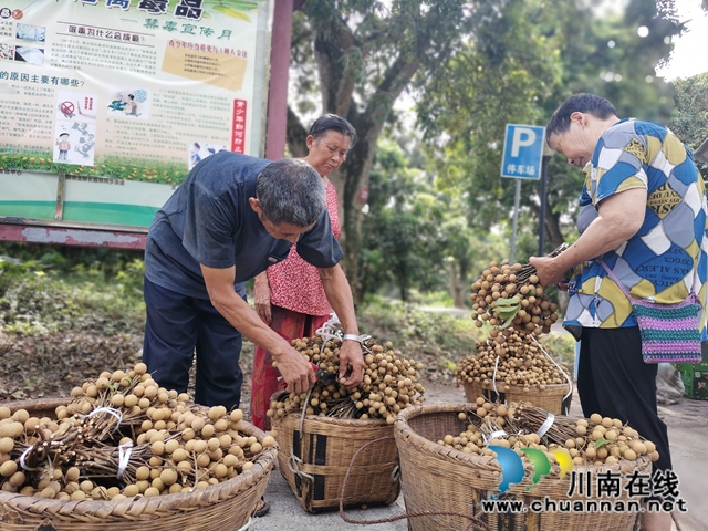 线上线下齐发力 泸县太伏镇永利村龙眼成“绿色银行”(图4)