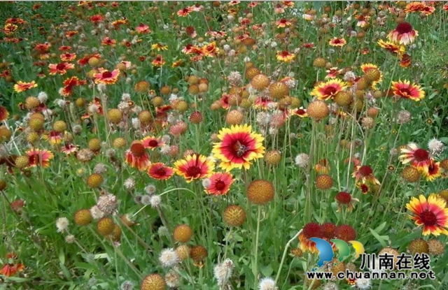 宜宾长宁教师援藏支教：让格桑花在雪域高原傲然绽放(图2)