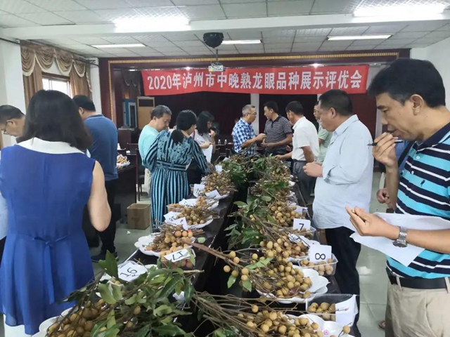 泸州市2020年龙眼中晚熟品种展示评优会成功举办