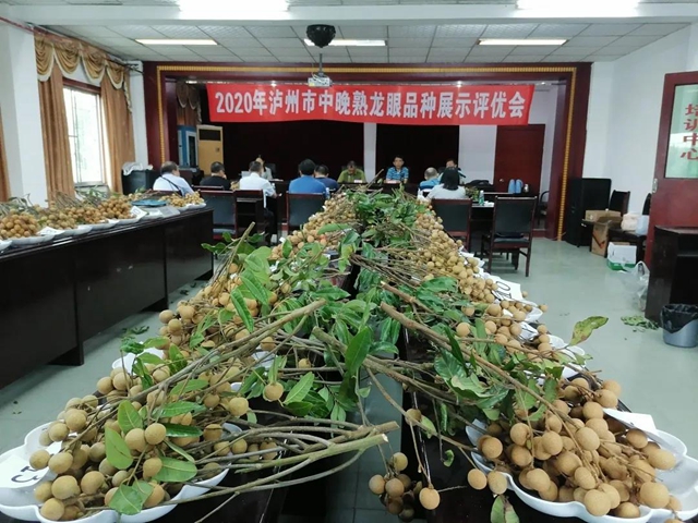 泸州市2020年龙眼中晚熟品种展示评优会成功举办(图2)