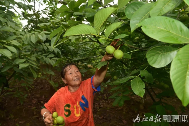 走！打核桃！内江这里有300万斤核桃采摘中(图4)