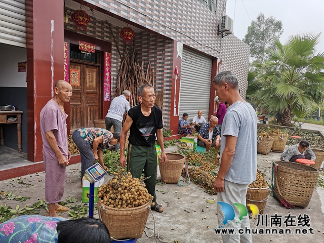 品种改良+定单销售 泸县潮河镇唐寺村桂圆走俏(图4)