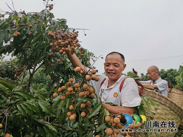 品种改良+定单销售 泸县潮河镇唐寺村桂圆走俏(图1)