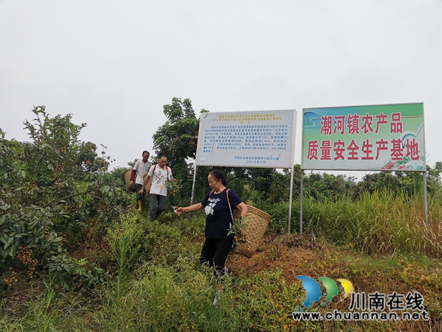 品种改良+定单销售 泸县潮河镇唐寺村桂圆走俏(图2)